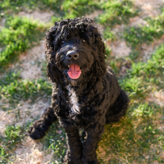 cute portie cute portie dog